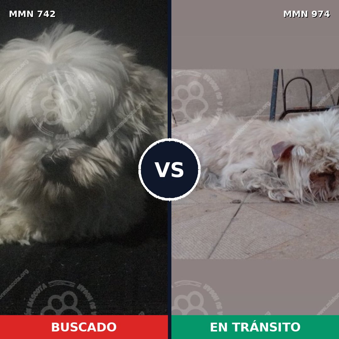 Comparativa MMS 15467: mascota perdida y mascota encontrada, 66% de similitud