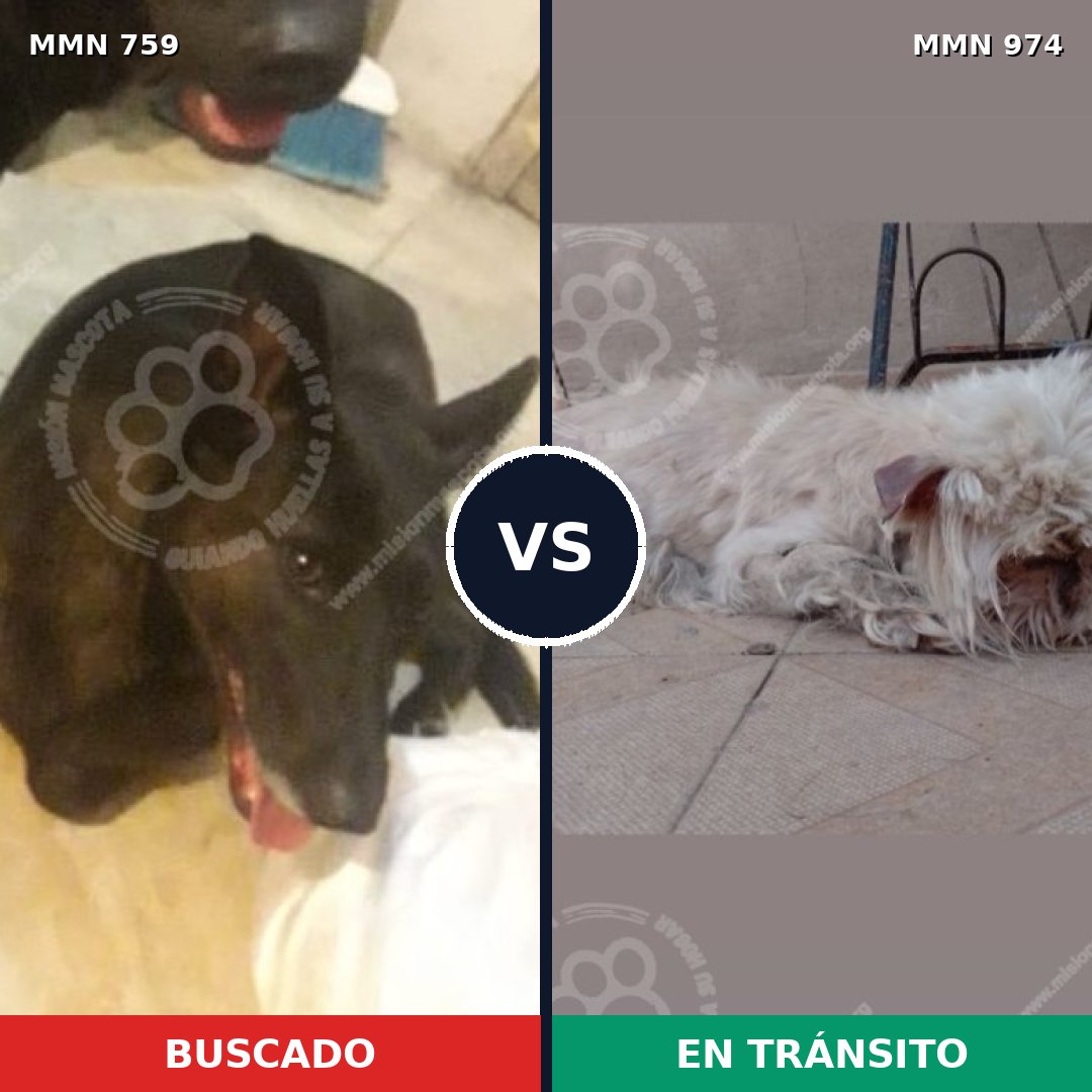 Comparativa MMS 15468: mascota perdida y mascota encontrada, 34% de similitud