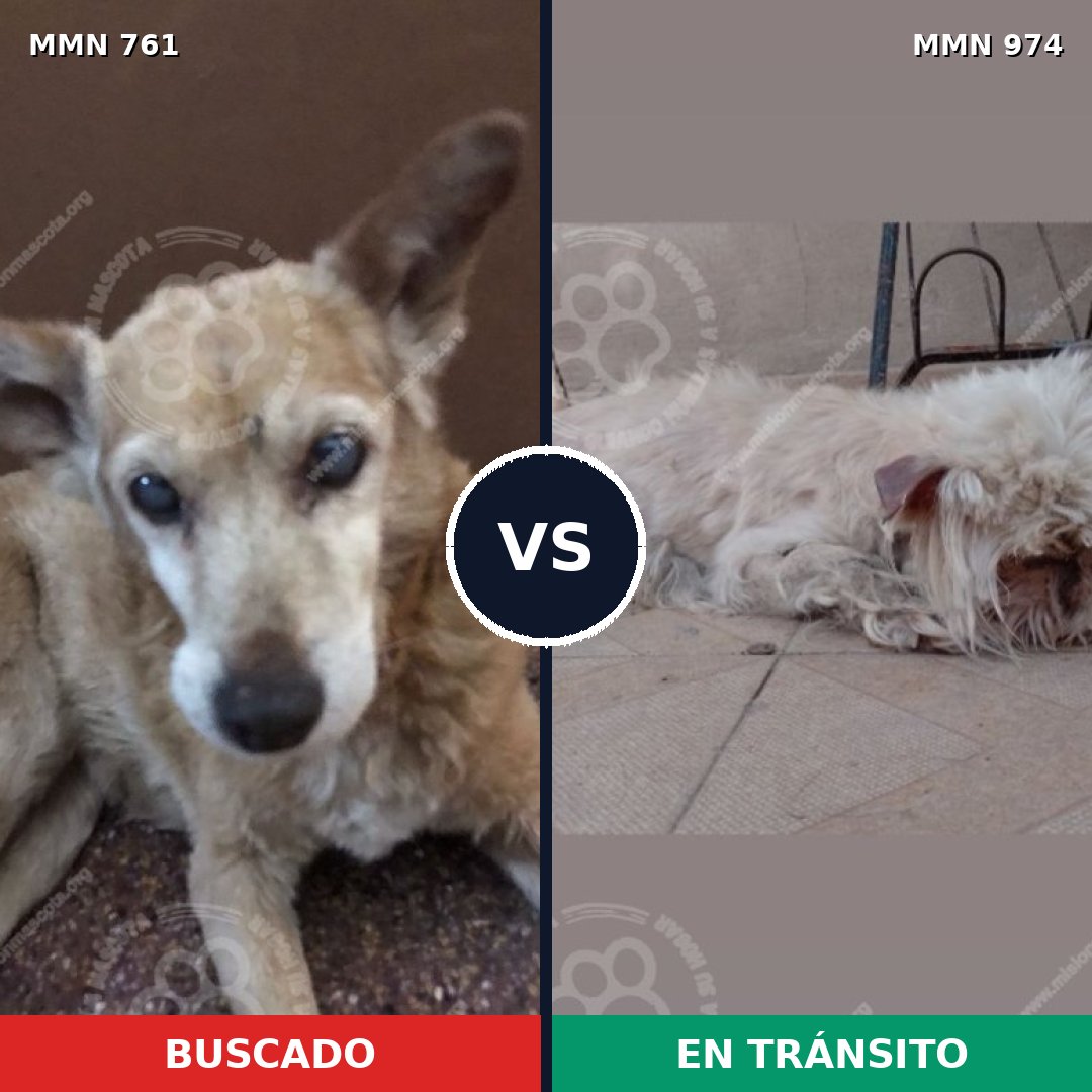 Comparativa MMS 15469: mascota perdida y mascota encontrada, 42% de similitud