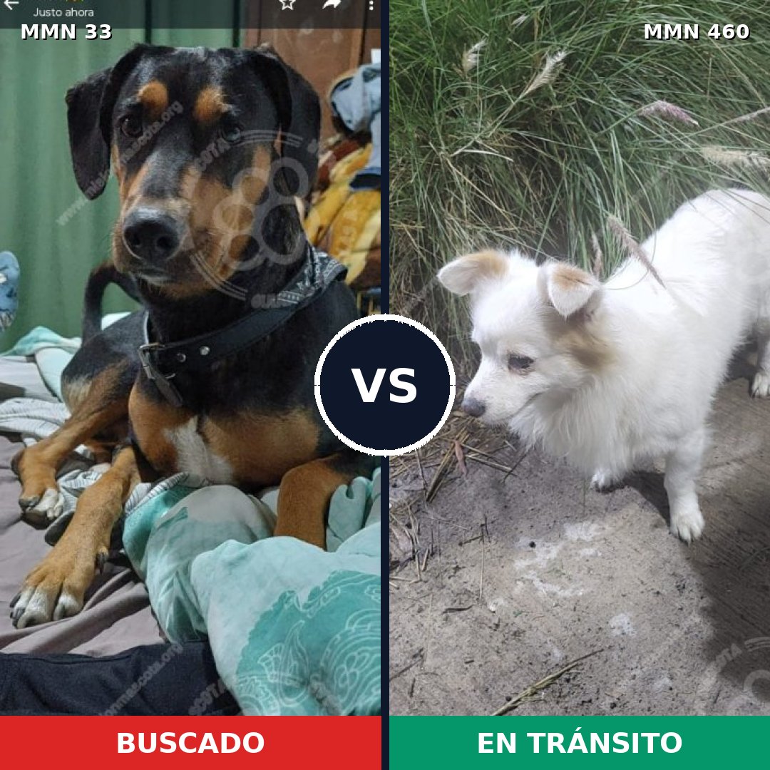 Comparativa MMS 1547: mascota perdida y mascota encontrada, 50% de similitud
