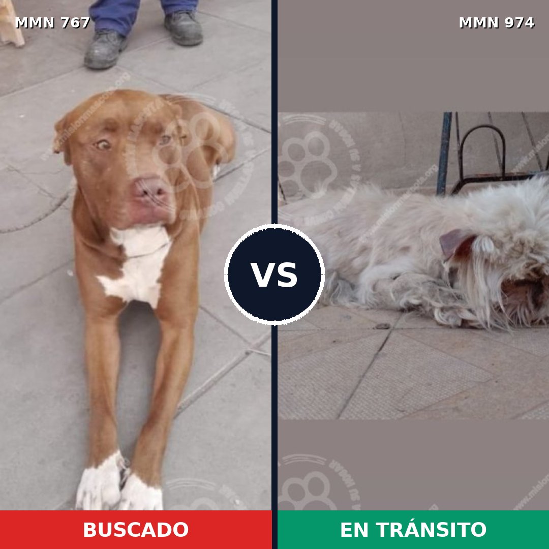 Comparativa MMS 15470: mascota perdida y mascota encontrada, 45% de similitud