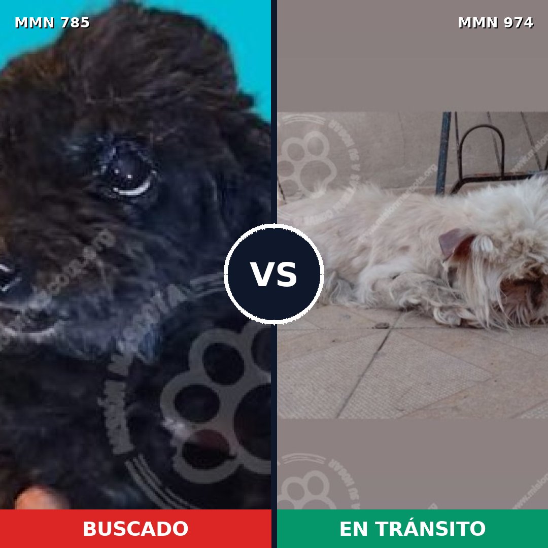 Comparativa MMS 15473: mascota perdida y mascota encontrada, 41% de similitud