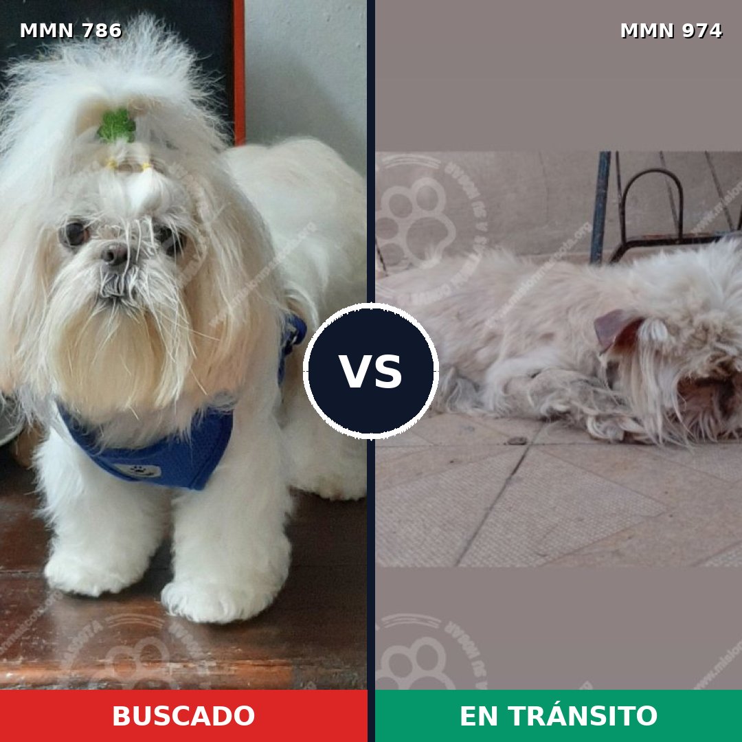 Comparativa MMS 15474: mascota perdida y mascota encontrada, 56% de similitud