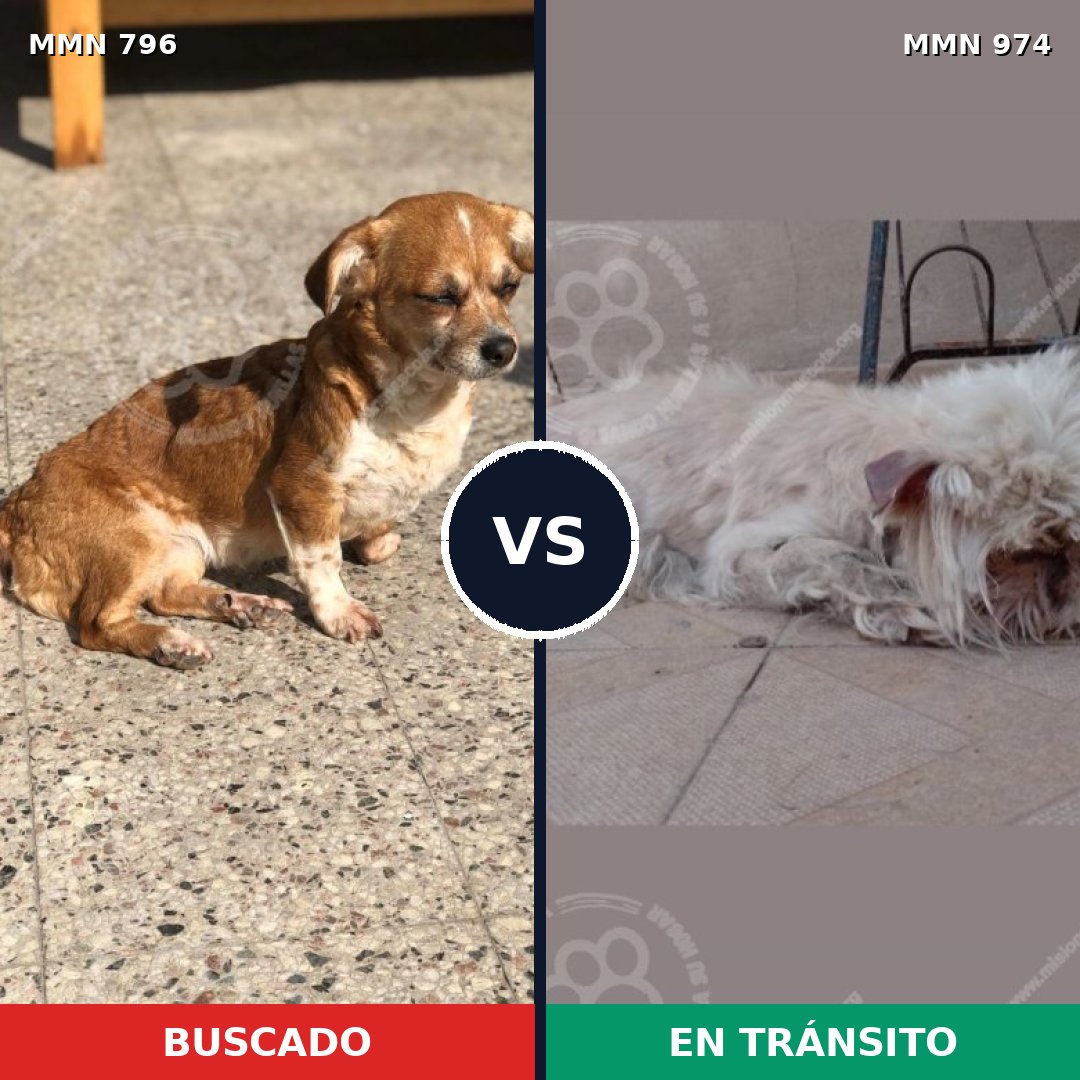 Comparativa MMS 15475: mascota perdida y mascota encontrada, 52% de similitud