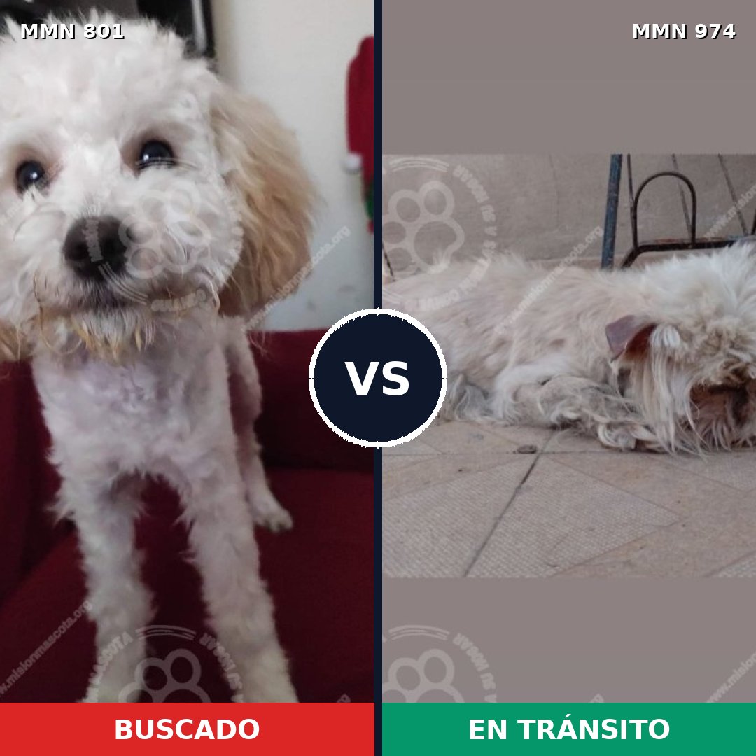 Comparativa MMS 15476: mascota perdida y mascota encontrada, 60% de similitud
