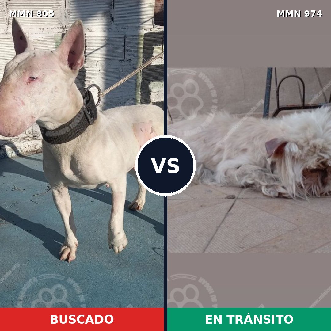 Comparativa MMS 15477: mascota perdida y mascota encontrada, 29% de similitud