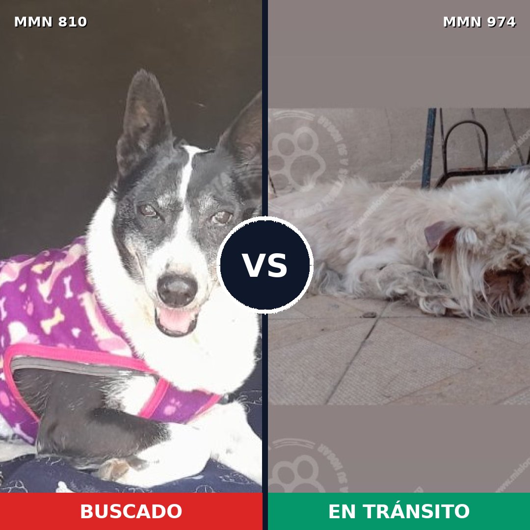 Comparativa MMS 15478: mascota perdida y mascota encontrada, 45% de similitud