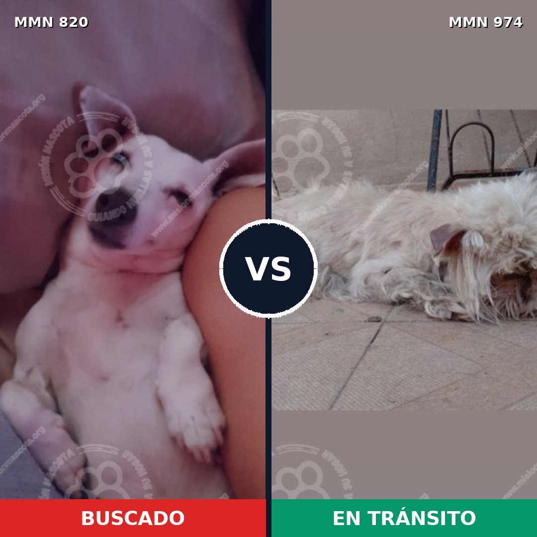 Comparativa MMS 15479: mascota perdida y mascota encontrada, 61% de similitud
