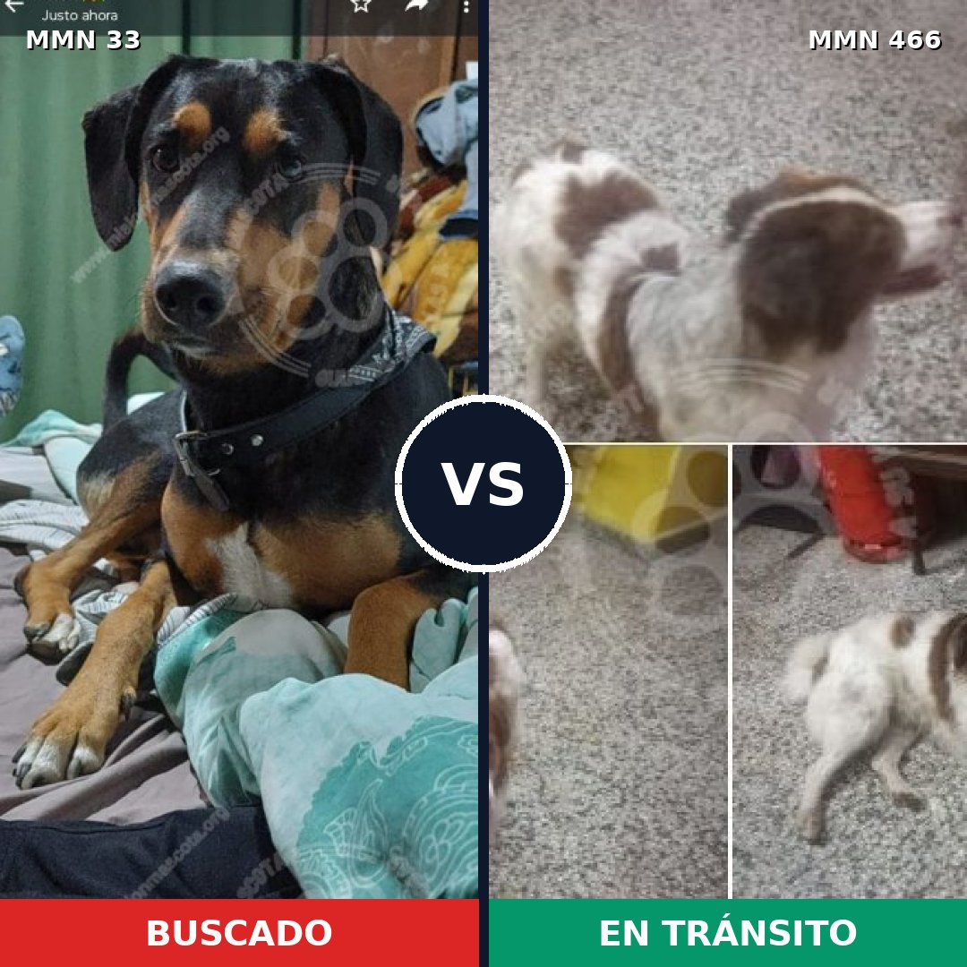 Comparativa MMS 1548: mascota perdida y mascota encontrada, 62% de similitud