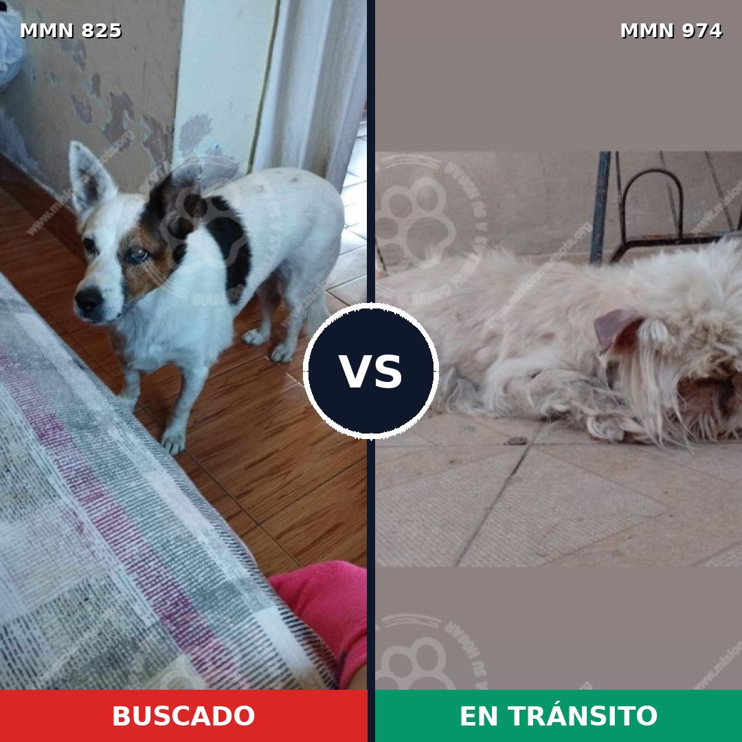 Comparativa MMS 15481: mascota perdida y mascota encontrada, 49% de similitud