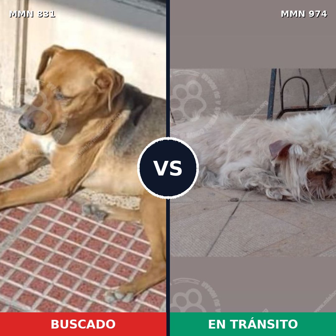 Comparativa MMS 15483: mascota perdida y mascota encontrada, 41% de similitud