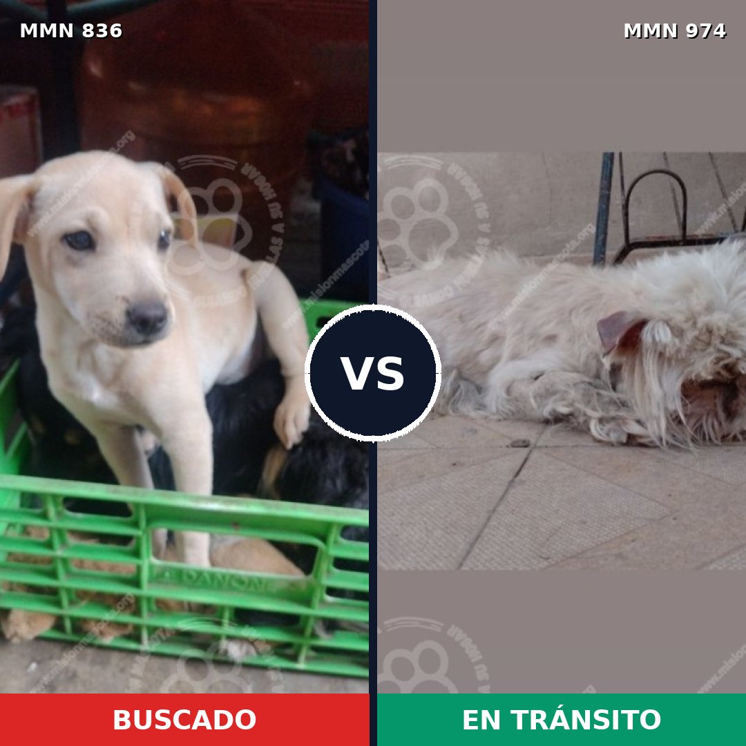 Comparativa MMS 15485: mascota perdida y mascota encontrada, 46% de similitud
