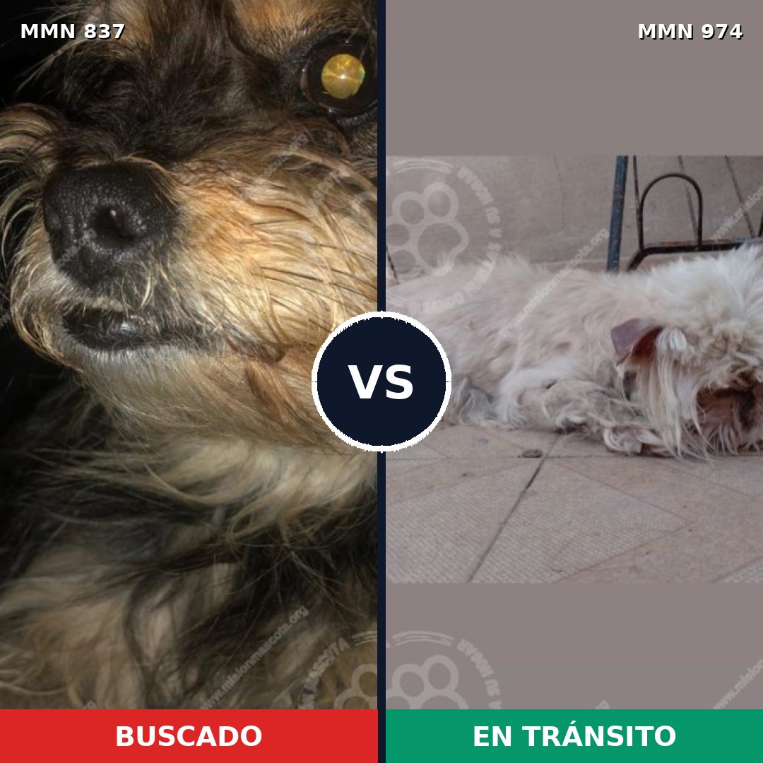 Comparativa MMS 15486: mascota perdida y mascota encontrada, 53% de similitud