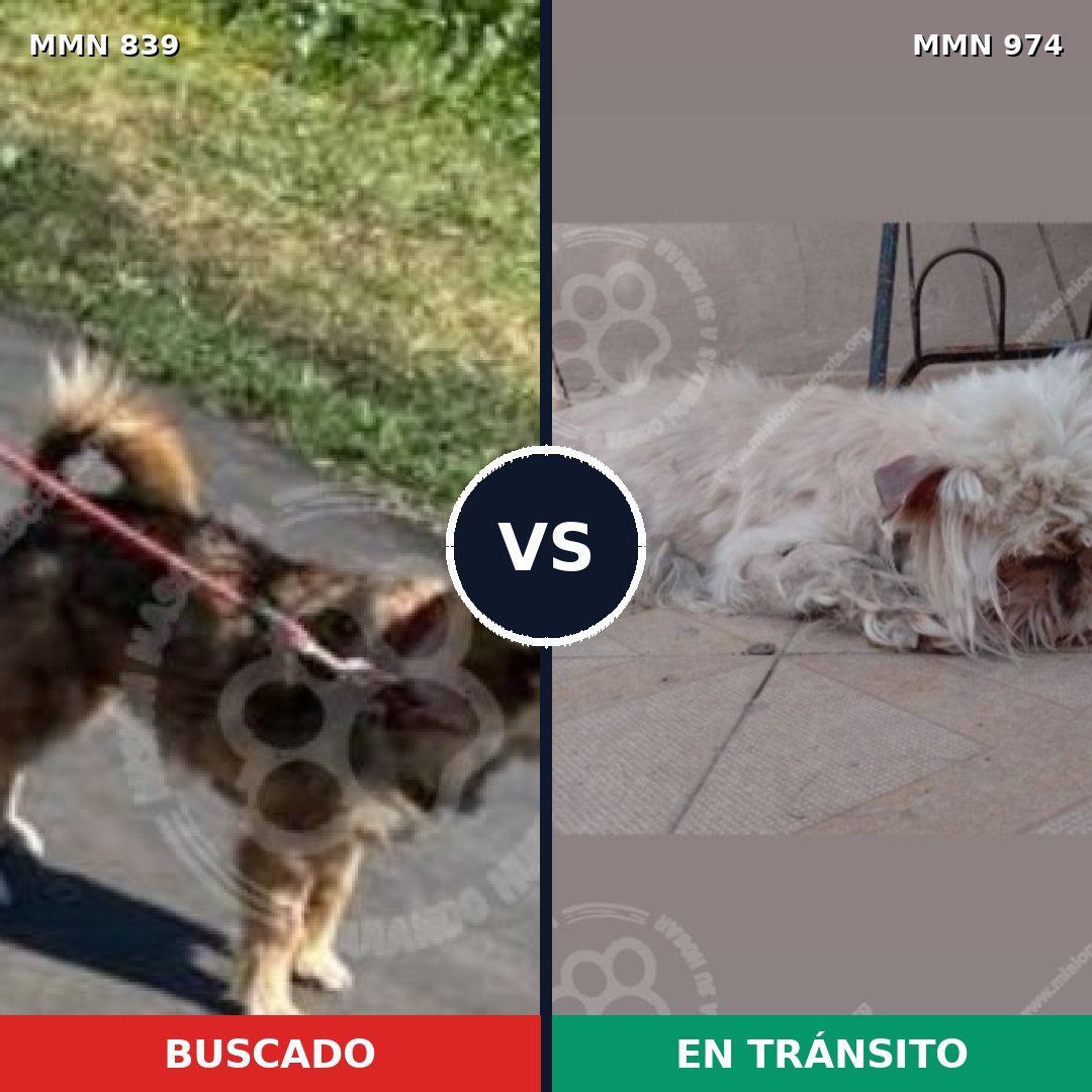 Comparativa MMS 15487: mascota perdida y mascota encontrada, 56% de similitud