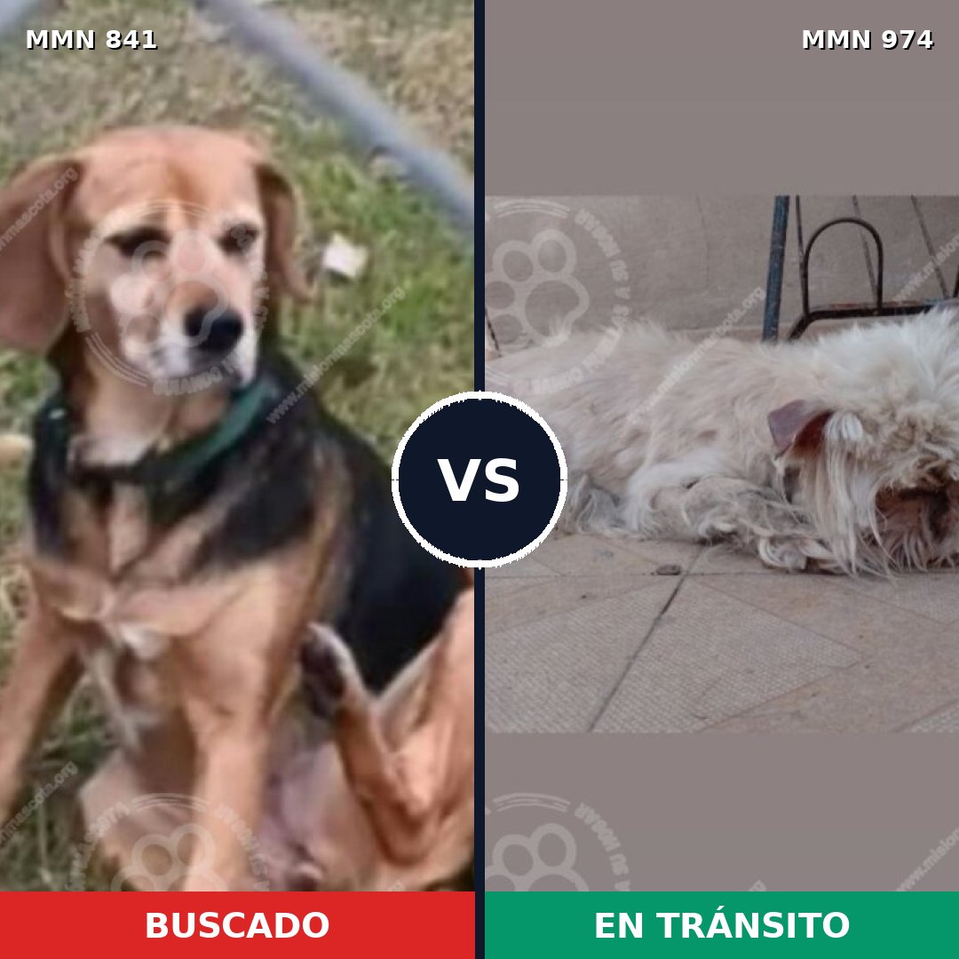 Comparativa MMS 15488: mascota perdida y mascota encontrada, 37% de similitud
