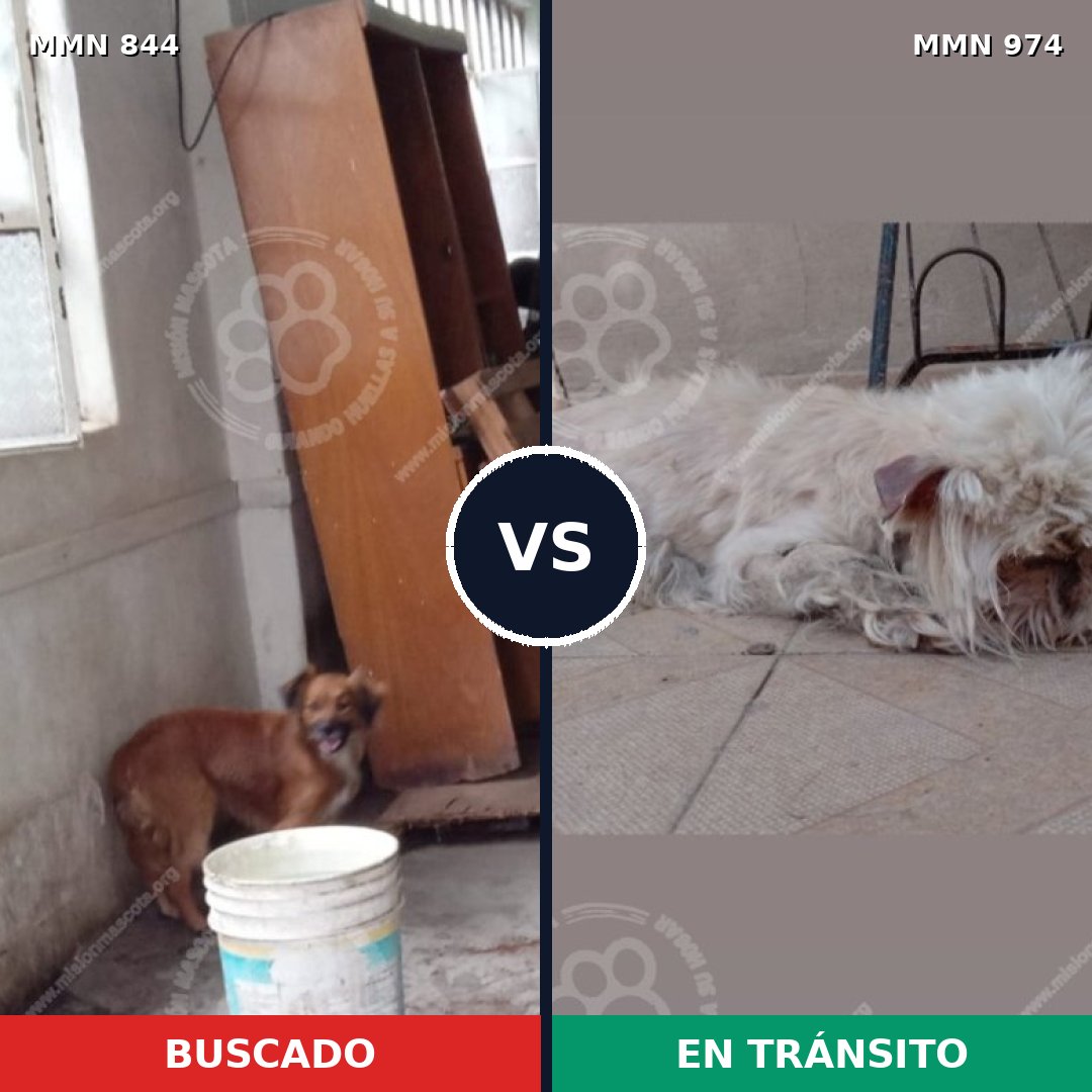 Comparativa MMS 15489: mascota perdida y mascota encontrada, 45% de similitud