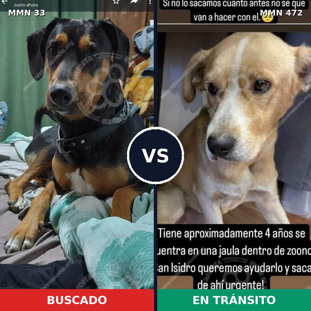 Comparativa MMS 1549: mascota perdida y mascota encontrada, 63% de similitud