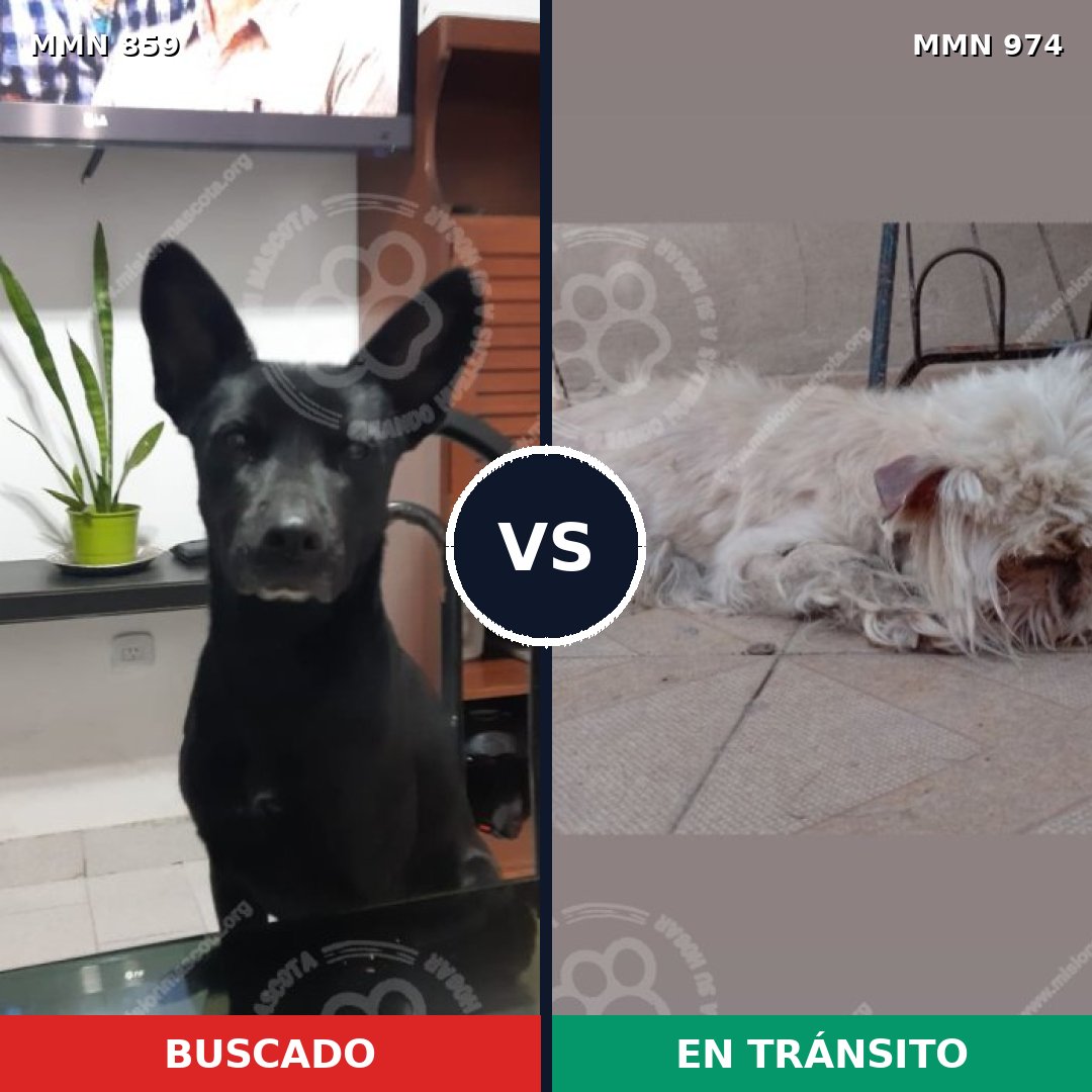 Comparativa MMS 15490: mascota perdida y mascota encontrada, 46% de similitud
