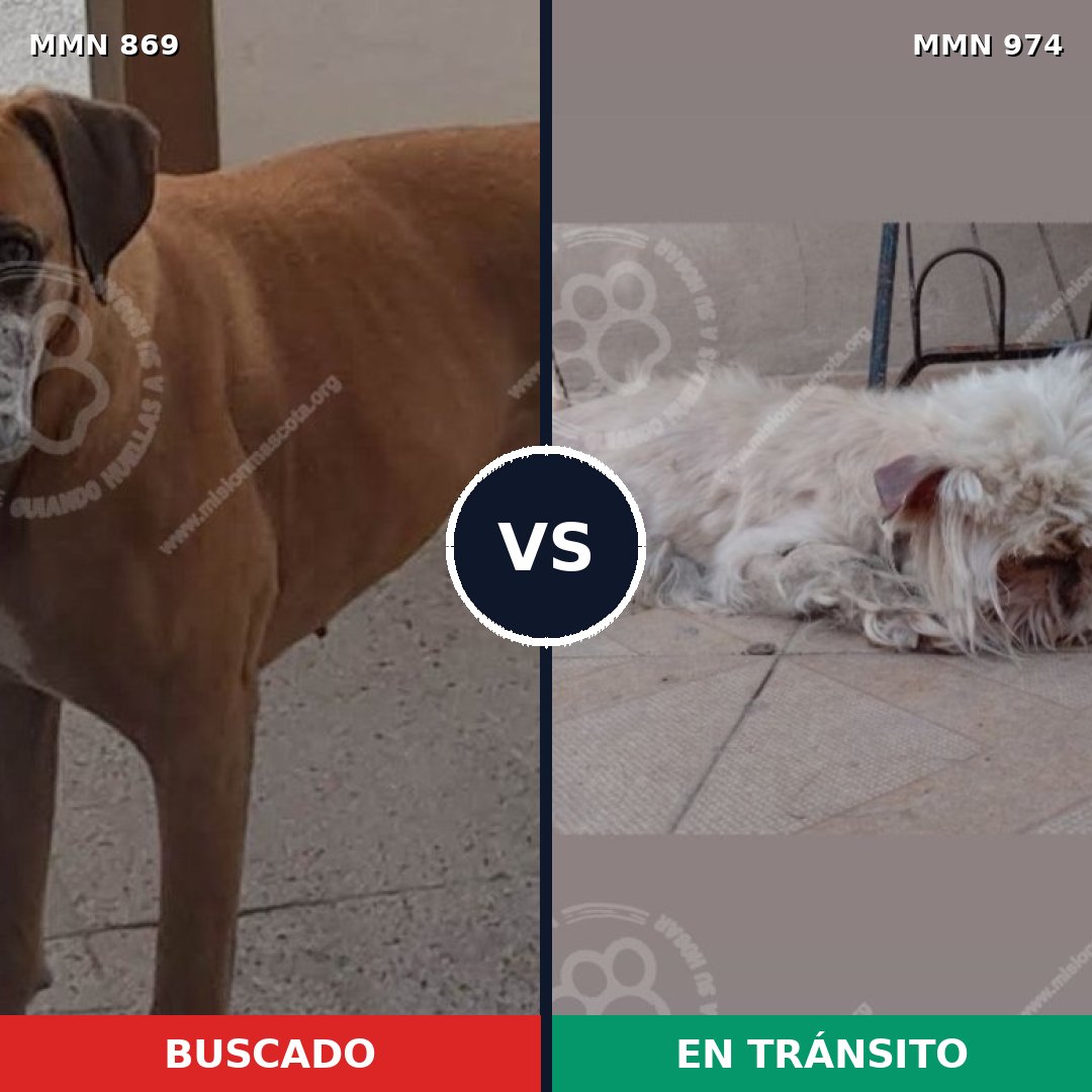Comparativa MMS 15492: mascota perdida y mascota encontrada, 45% de similitud