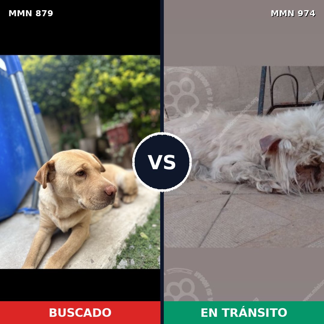 Comparativa MMS 15496: mascota perdida y mascota encontrada, 42% de similitud