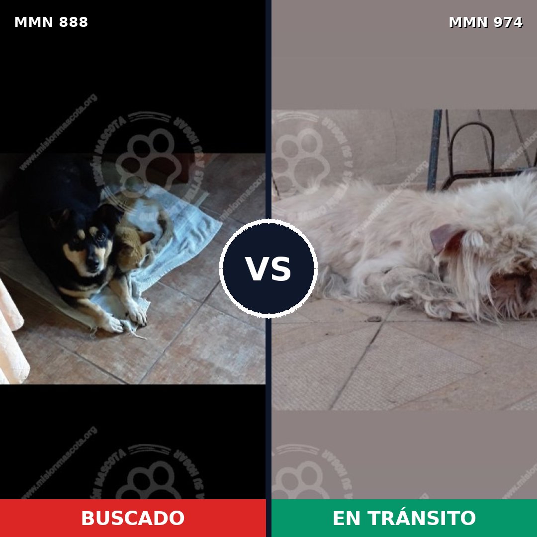 Comparativa MMS 15497: mascota perdida y mascota encontrada, 47% de similitud