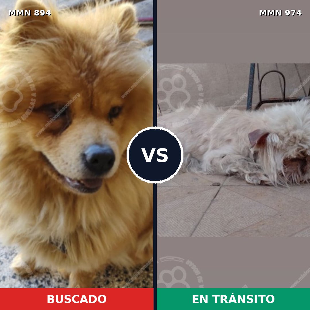 Comparativa MMS 15499: mascota perdida y mascota encontrada, 47% de similitud