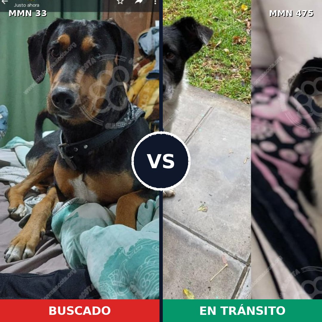 Comparativa MMS 1550: mascota perdida y mascota encontrada, 74% de similitud