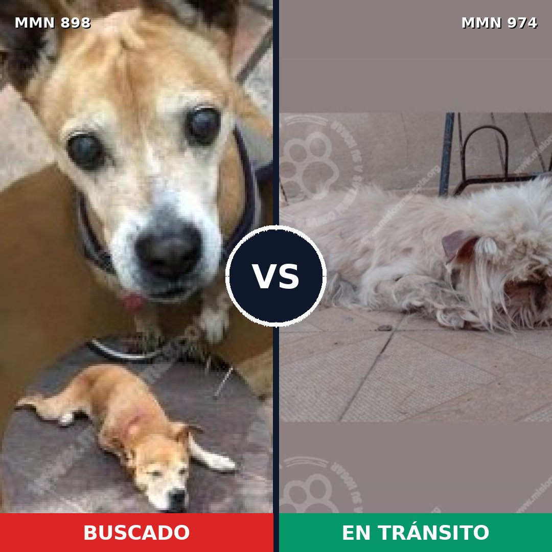 Comparativa MMS 15501: mascota perdida y mascota encontrada, 40% de similitud