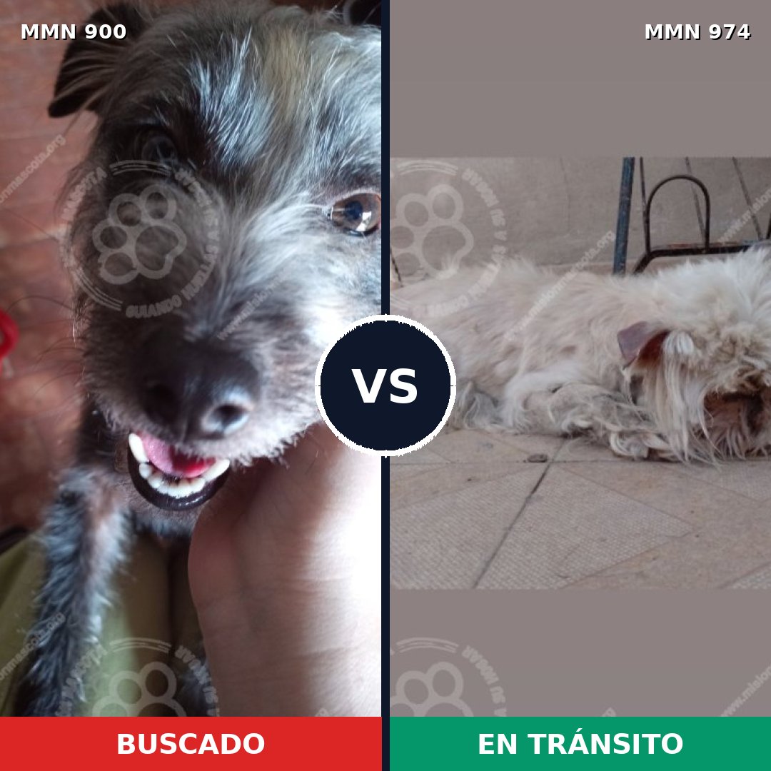 Comparativa MMS 15502: mascota perdida y mascota encontrada, 55% de similitud
