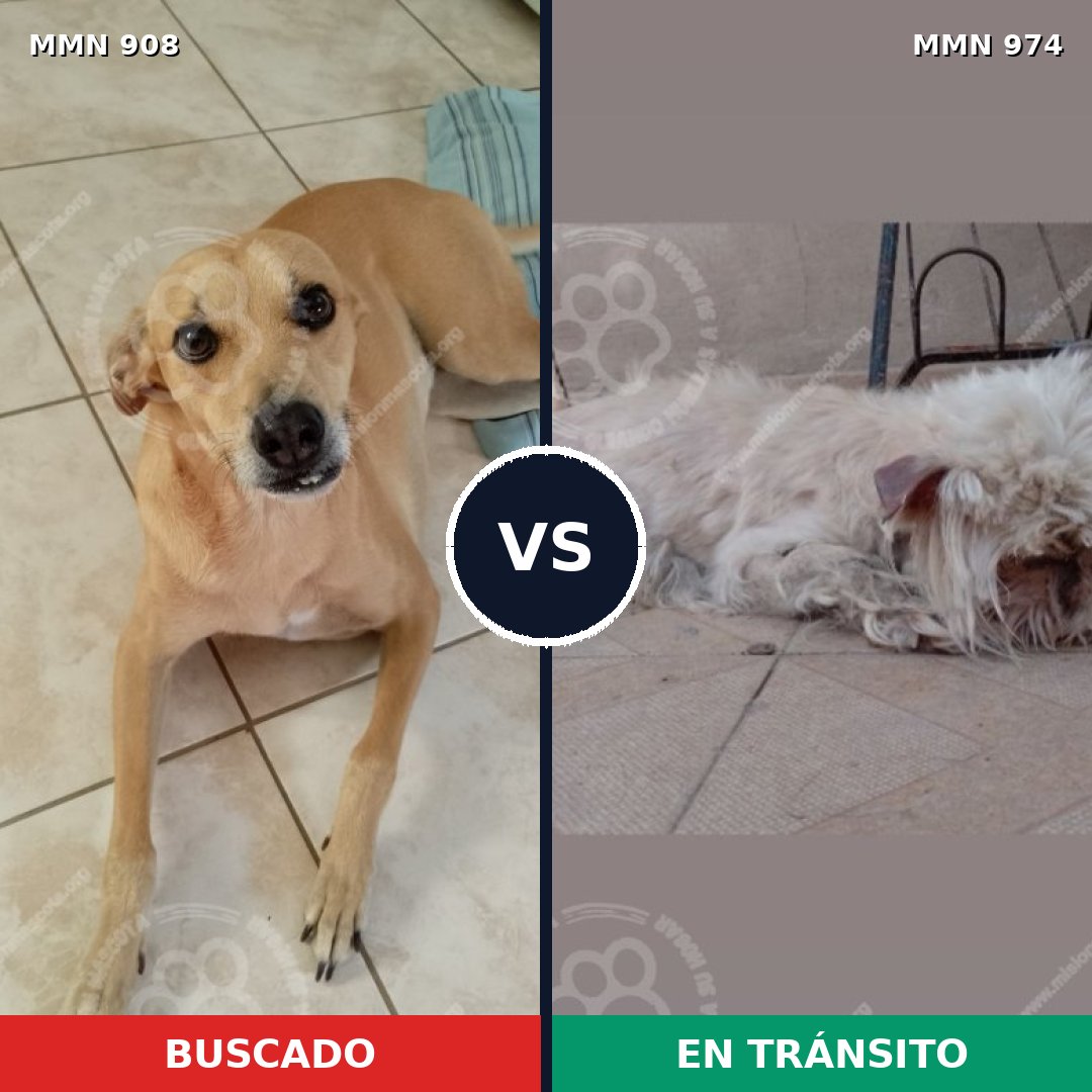 Comparativa MMS 15504: mascota perdida y mascota encontrada, 38% de similitud