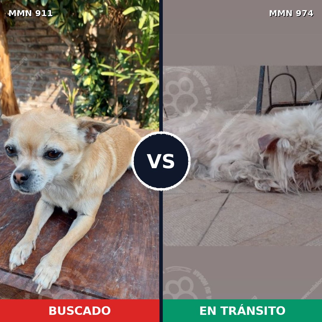 Comparativa MMS 15505: mascota perdida y mascota encontrada, 56% de similitud