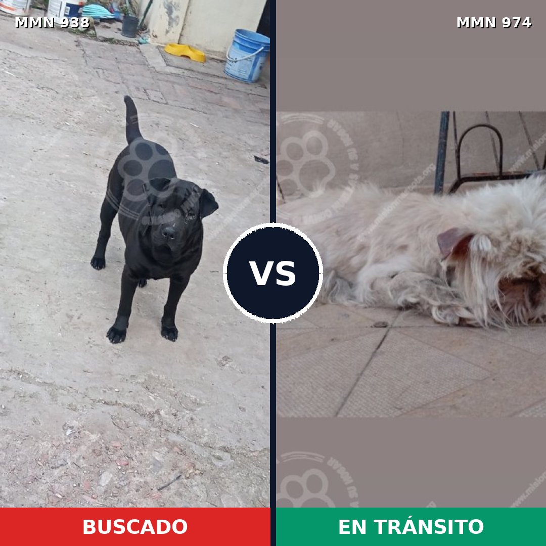 Comparativa MMS 15509: mascota perdida y mascota encontrada, 42% de similitud