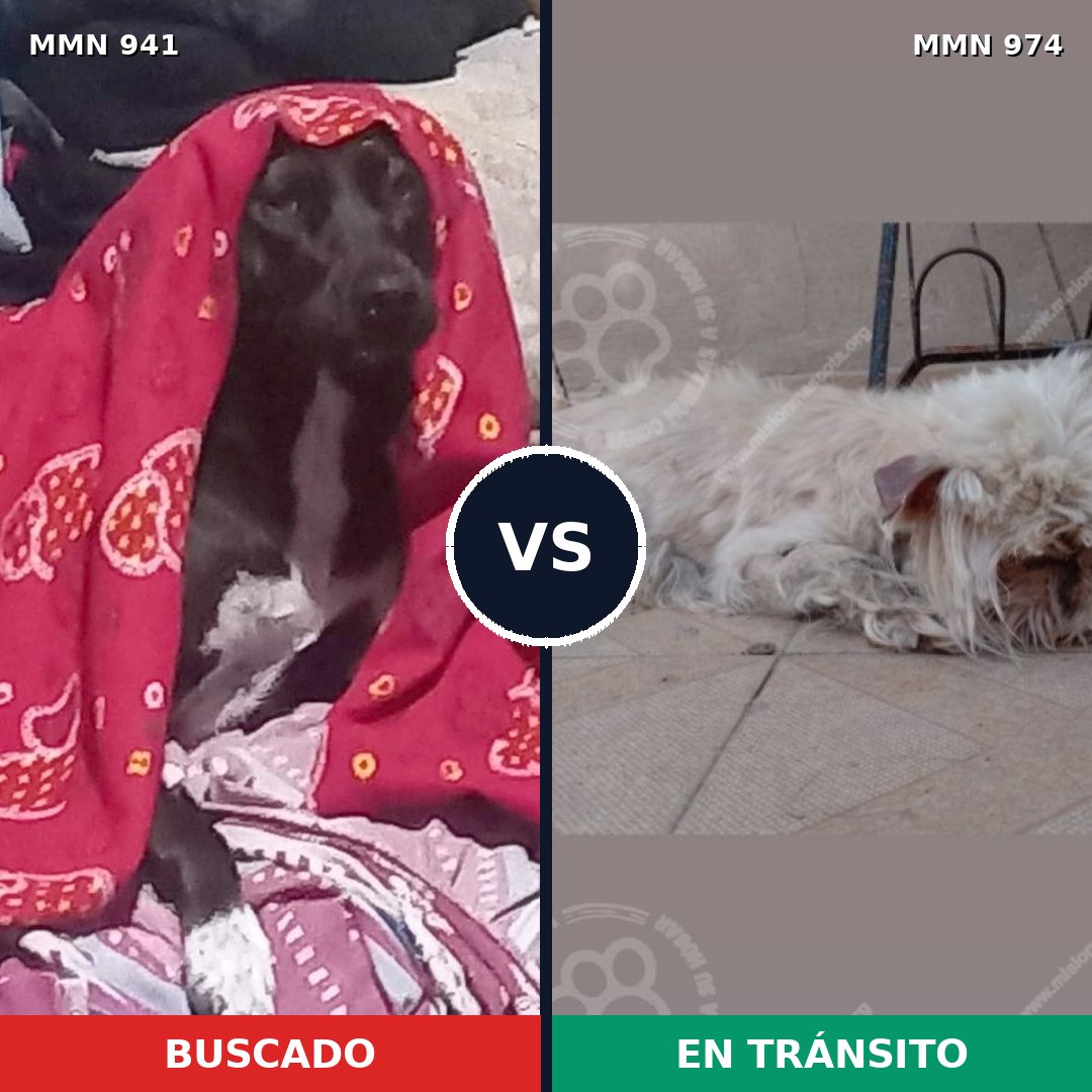 Comparativa MMS 15510: mascota perdida y mascota encontrada, 37% de similitud