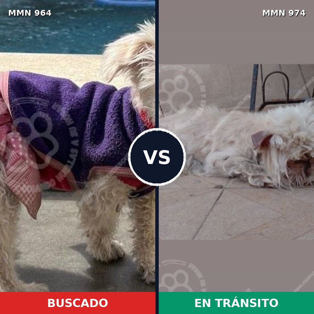 Comparativa MMS 15516: mascota perdida y mascota encontrada, 70% de similitud