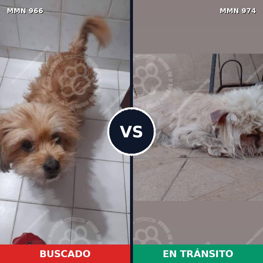 Comparativa MMS 15517: mascota perdida y mascota encontrada, 57% de similitud
