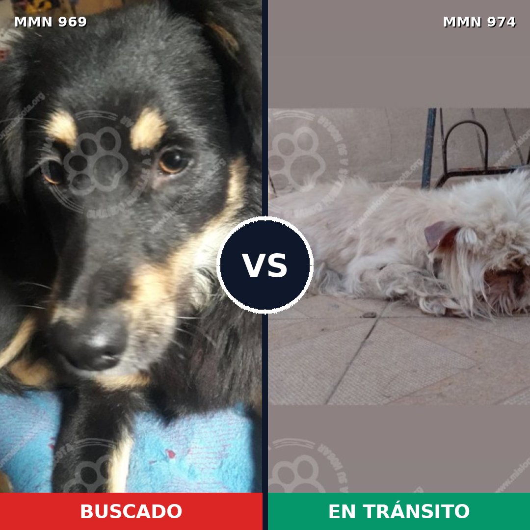 Comparativa MMS 15518: mascota perdida y mascota encontrada, 47% de similitud
