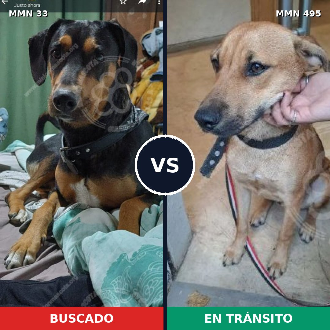 Comparativa MMS 1552: mascota perdida y mascota encontrada, 59% de similitud