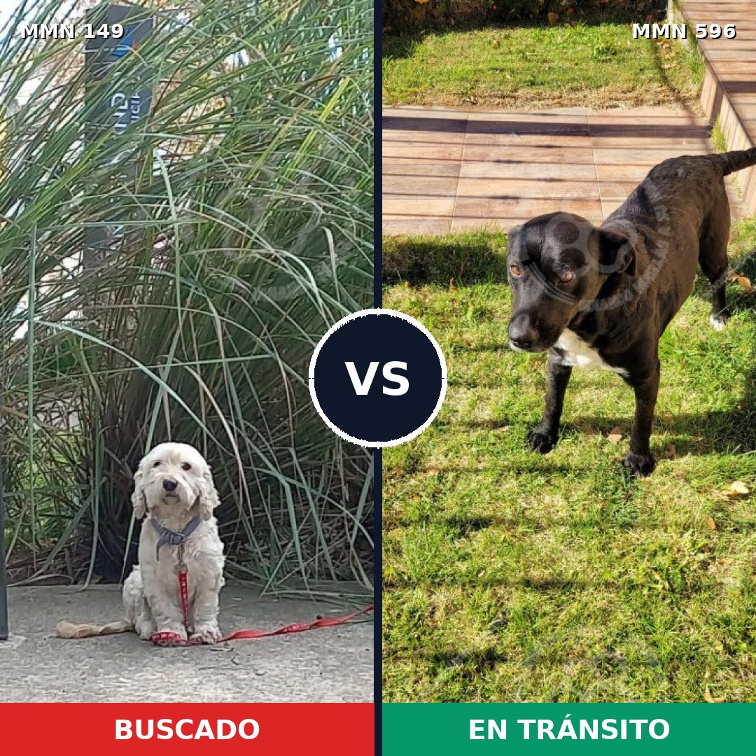 Comparativa MMS 15521: mascota perdida y mascota encontrada, 65% de similitud