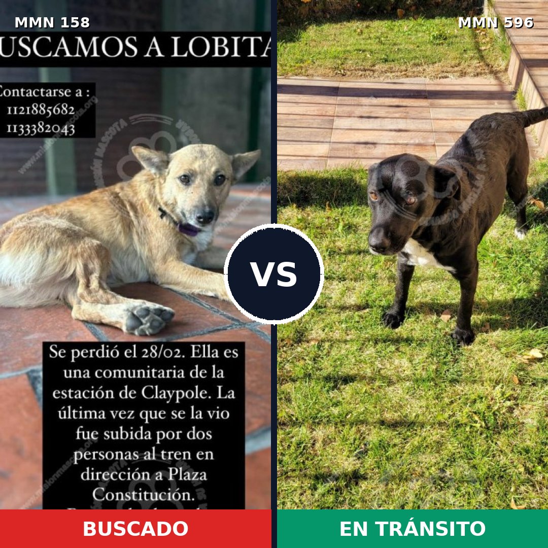 Comparativa MMS 15522: mascota perdida y mascota encontrada, 65% de similitud