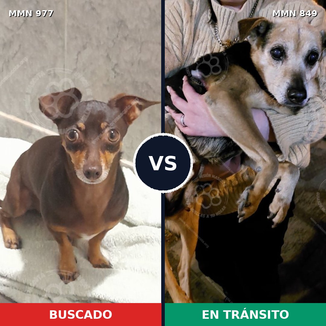 Comparativa MMS 15523: mascota perdida y mascota encontrada, 46% de similitud