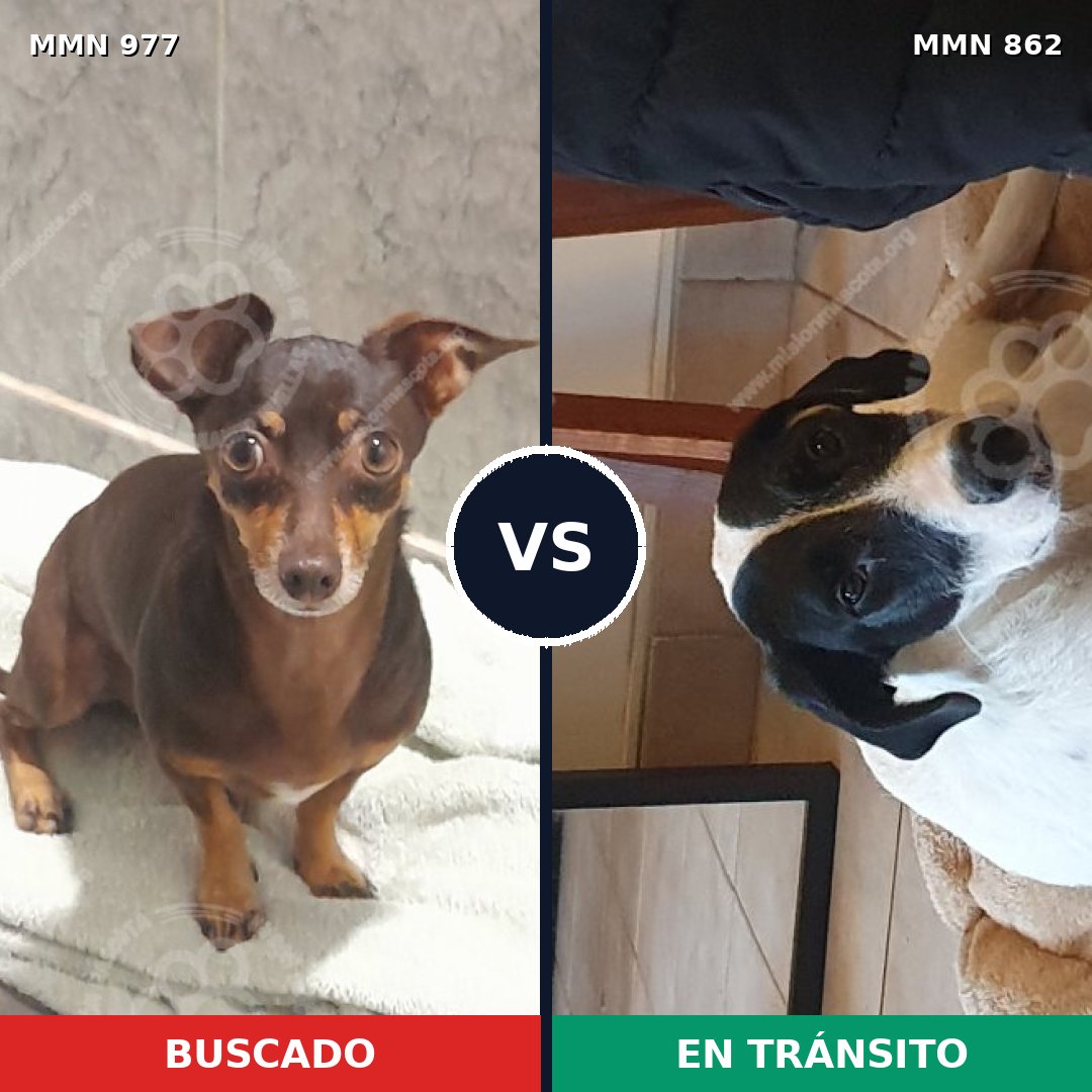 Comparativa MMS 15524: mascota perdida y mascota encontrada, 35% de similitud