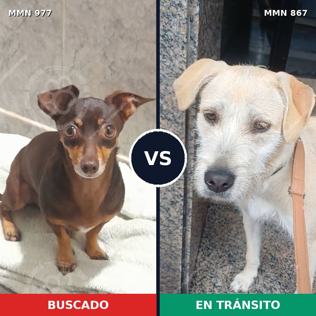 Comparativa MMS 15525: mascota perdida y mascota encontrada, 37% de similitud