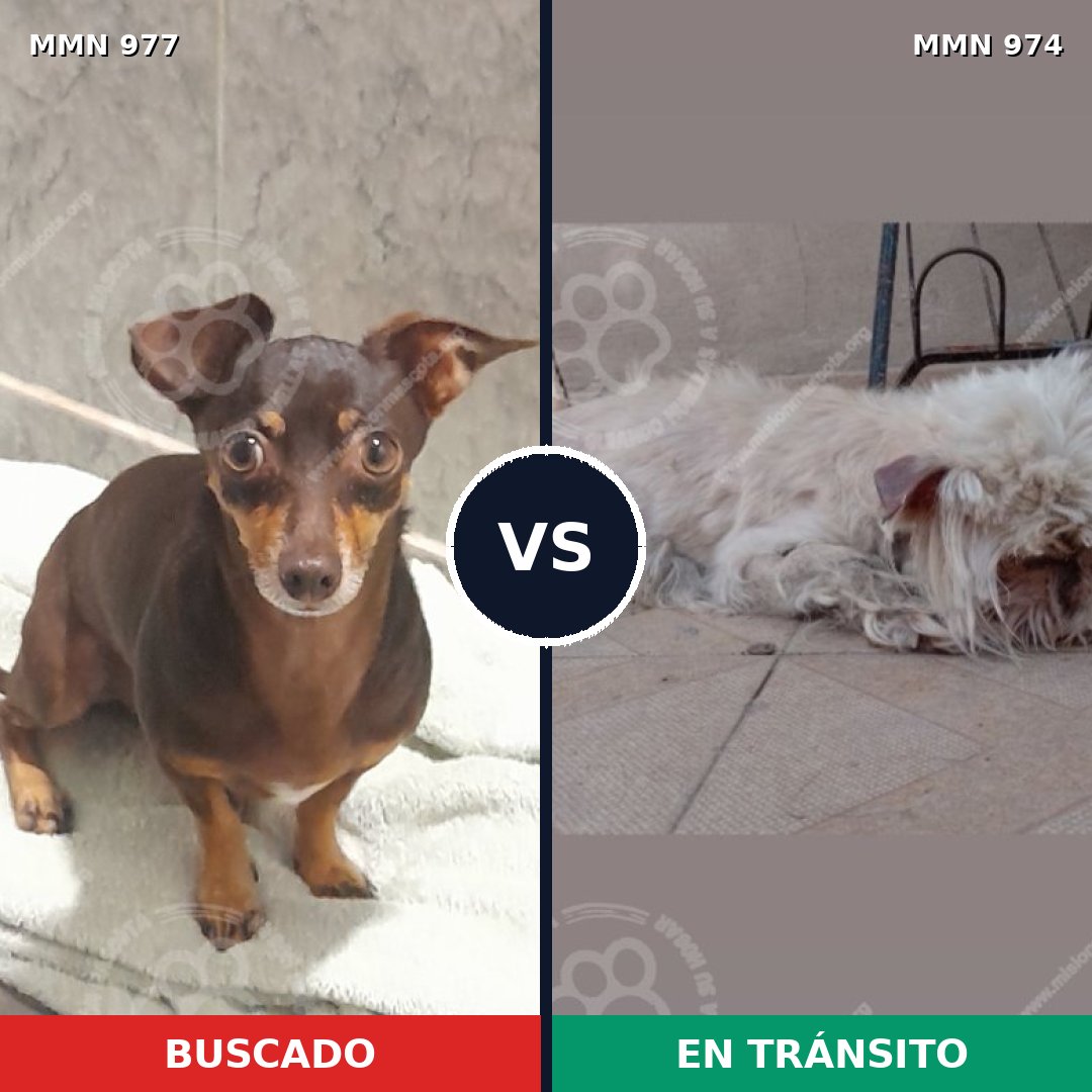 Comparativa MMS 15526: mascota perdida y mascota encontrada, 56% de similitud