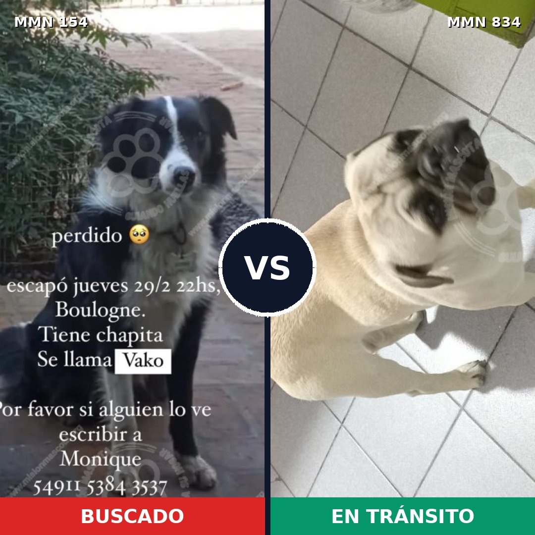 Comparativa MMS 15527: mascota perdida y mascota encontrada, 11% de similitud