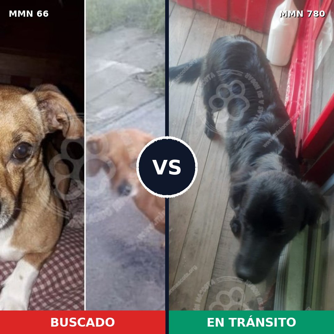 Comparativa MMS 15529: mascota perdida y mascota encontrada, 41% de similitud