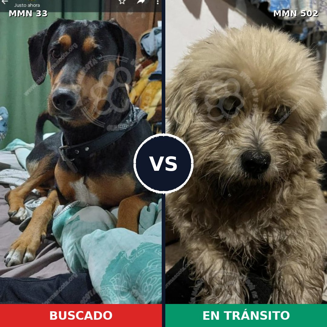 Comparativa MMS 1553: mascota perdida y mascota encontrada, 53% de similitud