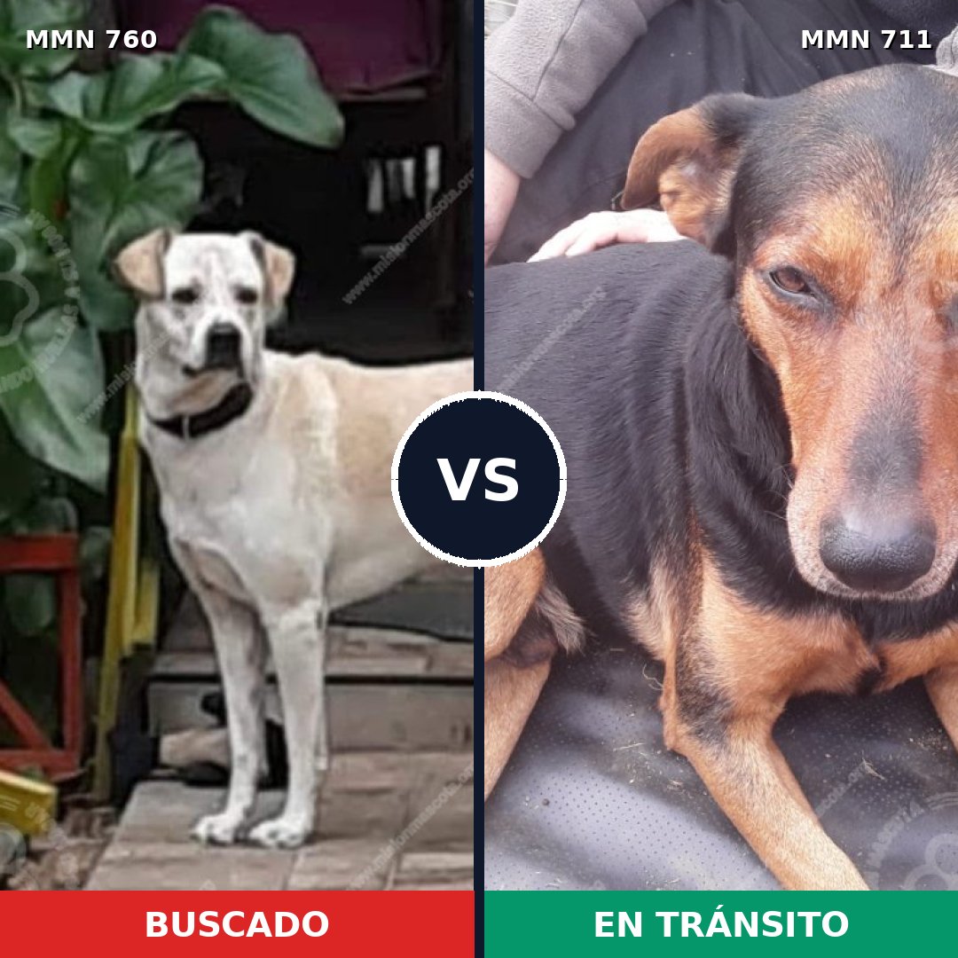 Comparativa MMS 15535: mascota perdida y mascota encontrada, 48% de similitud