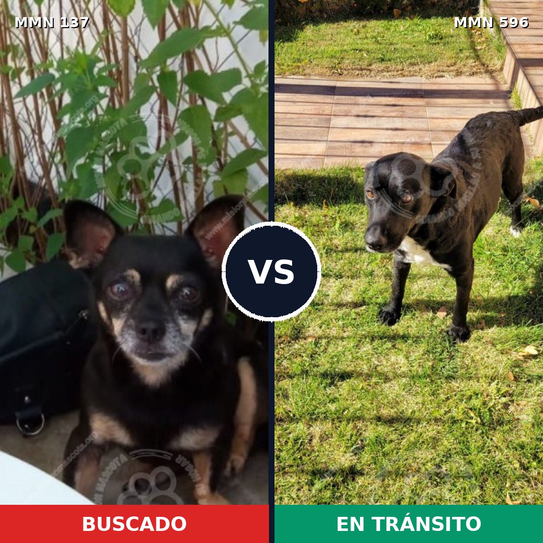 Comparativa MMS 15536: mascota perdida y mascota encontrada, 30% de similitud