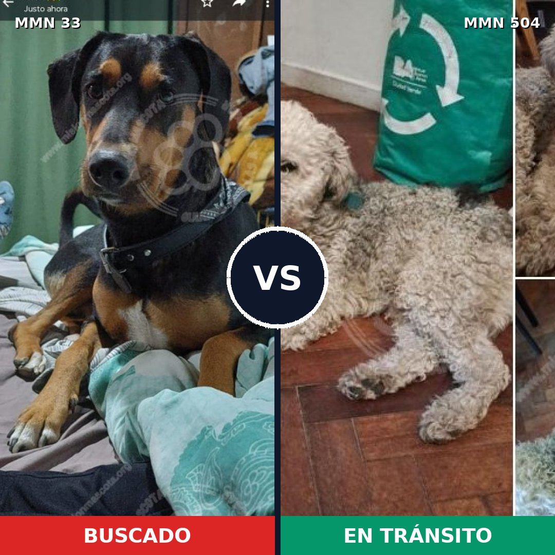 Comparativa MMS 1554: mascota perdida y mascota encontrada, 32% de similitud