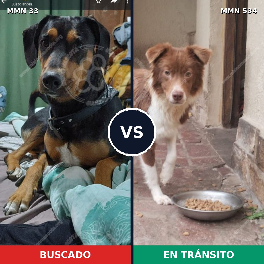 Comparativa MMS 1556: mascota perdida y mascota encontrada, 67% de similitud